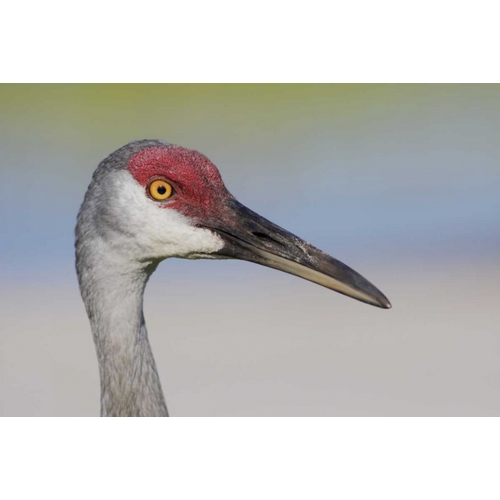 FL Sandhill crane adult with sand on bill